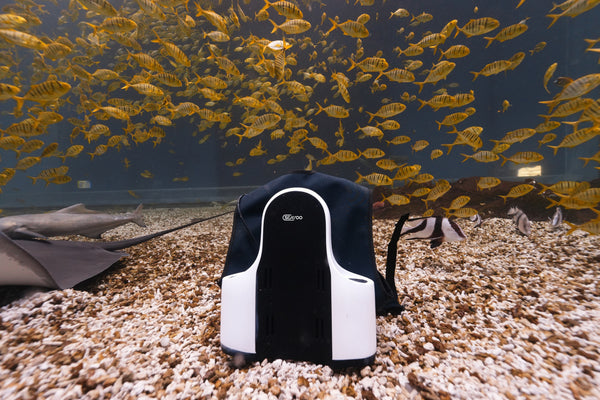 Snorkeling & Marine Observation